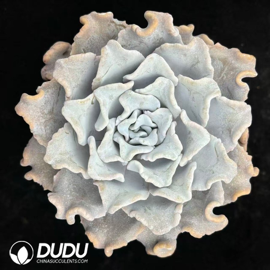10544D120.jpg Echeveria White 'Madiba' - Image 1