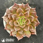 Echeveria Black 'Madiba'