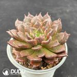 Echeveria Black 'Madiba' - Image 2