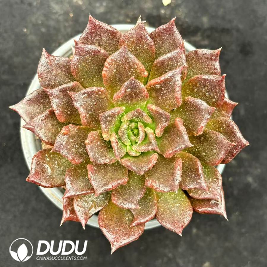 10545D120.jpg Echeveria Black 'Madiba' - Image 1