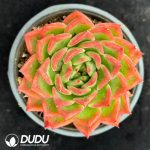 Echeveria agavoides