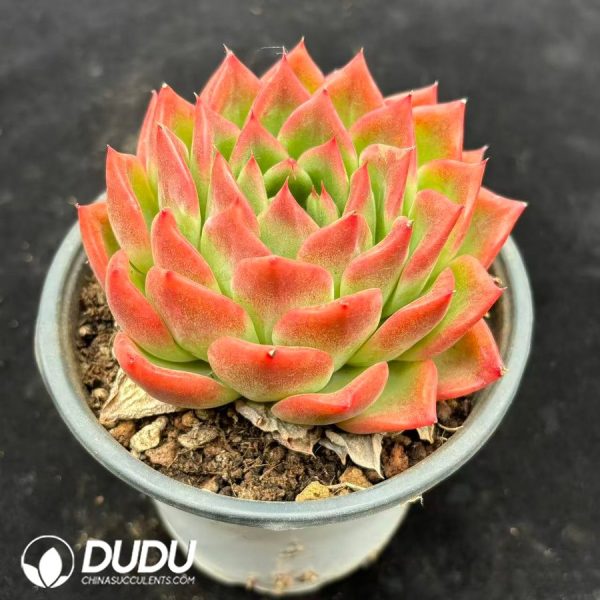Echeveria agavoides - Image 2