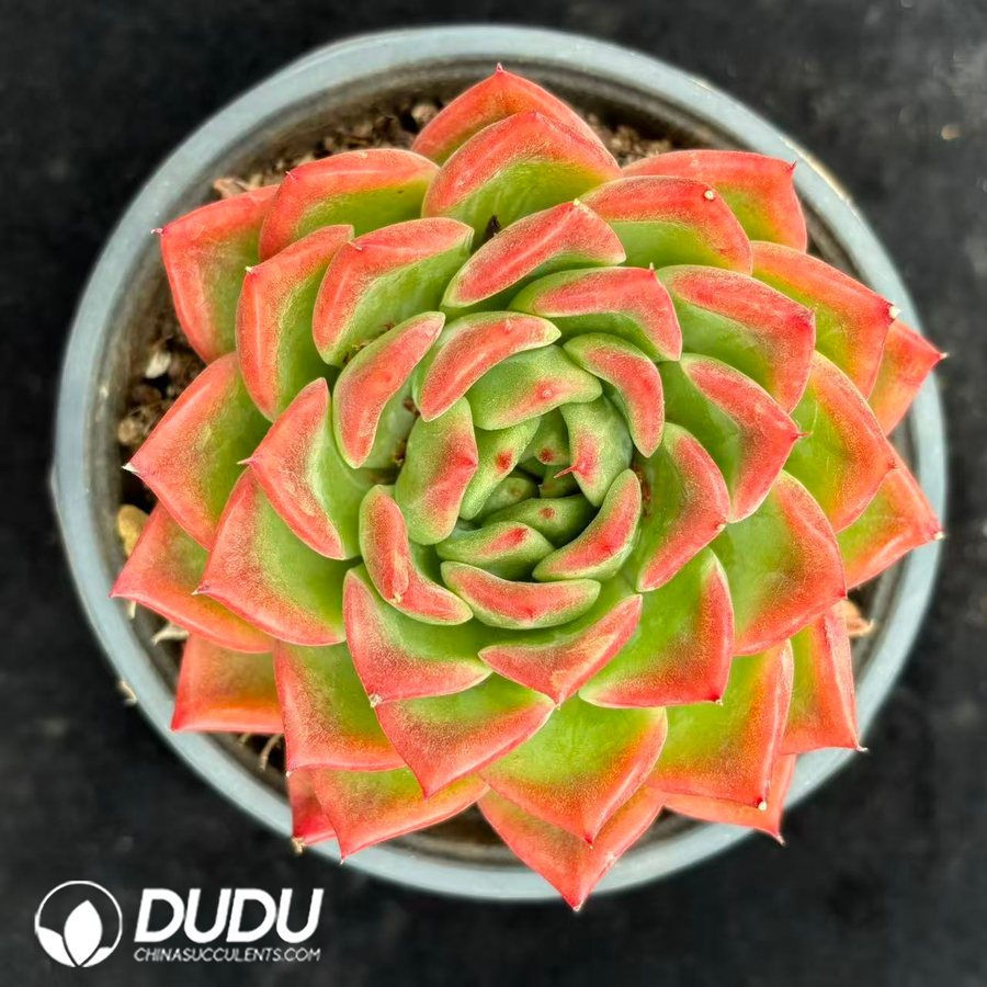 10546D120.jpg Echeveria agavoides - Image 1