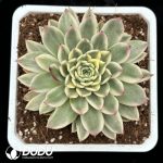 Echeveria 'Obsidian'