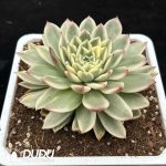 Echeveria 'Obsidian' - Image 2