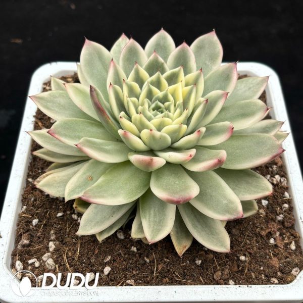 Echeveria 'Obsidian' - Image 2
