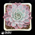 Echeveria Laulensis Variegated