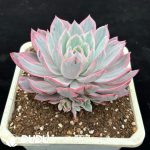 Echeveria Laulensis Variegated - Image 2