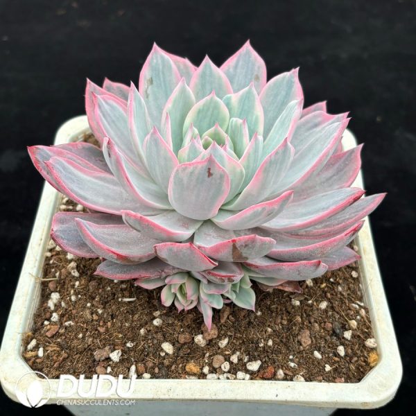 Echeveria Laulensis Variegated - Image 2