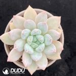 Echeveria 'Gothika'