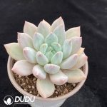 Echeveria 'Gothika' - Image 2