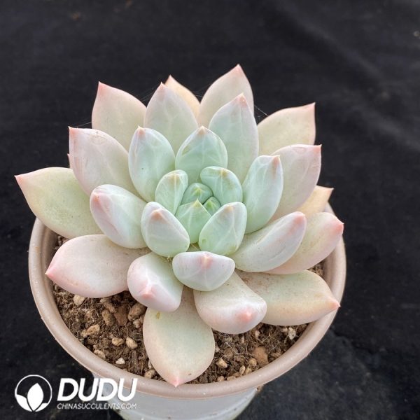 Echeveria 'Gothika' - Image 2