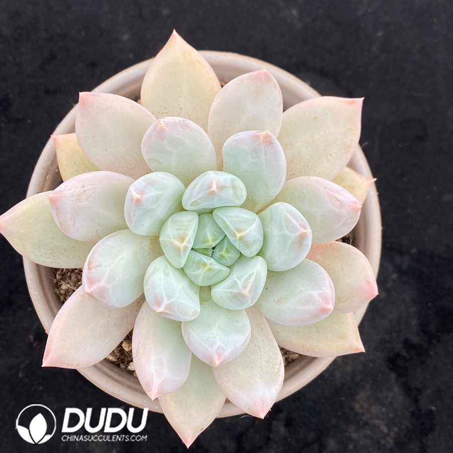 10549D120.jpg Echeveria 'Gothika' - Image 1