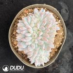 Echeveria Monroe Variegated Cristata