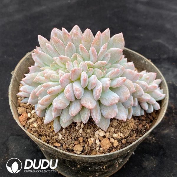 Echeveria Monroe Variegated Cristata - Image 2