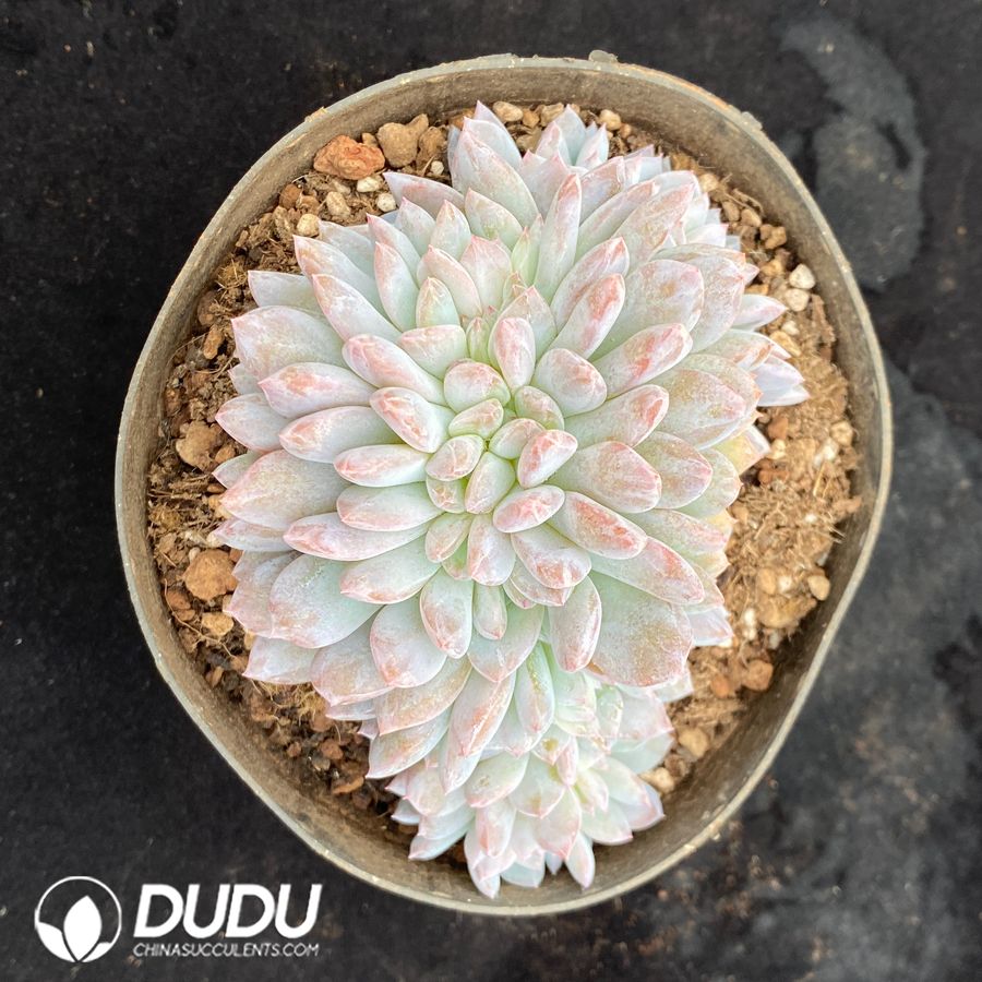10550D120.jpg Echeveria Monroe Variegated Cristata - Image 1