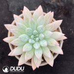 Echeveria 'Mermaid Princess'