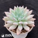 Echeveria 'Mermaid Princess' - Image 2