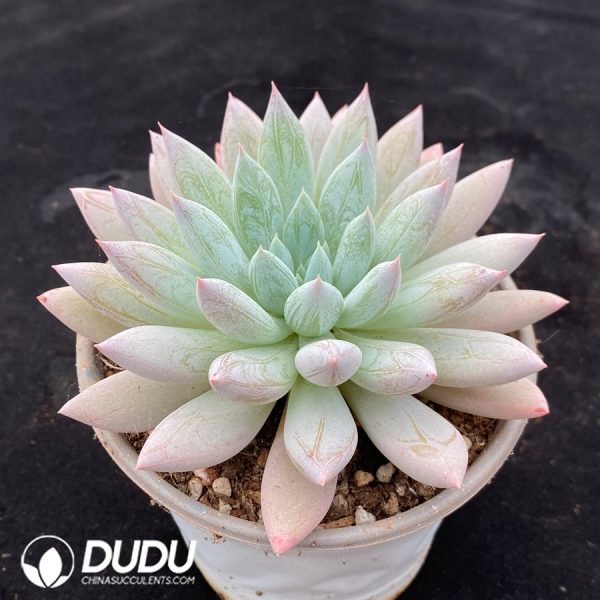 Echeveria 'Mermaid Princess' - Image 2