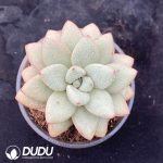 Echeveria Nocturnal Blind Wolf
