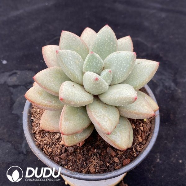 Echeveria Nocturnal Blind Wolf - Image 2