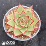 Echeveria Peach
