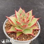 Echeveria Peach - Image 2
