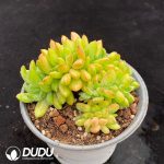 Sedum Shangri-La Cristata - Image 2