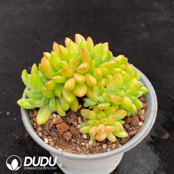 Sedum Shangri-La Cristata - Image 2