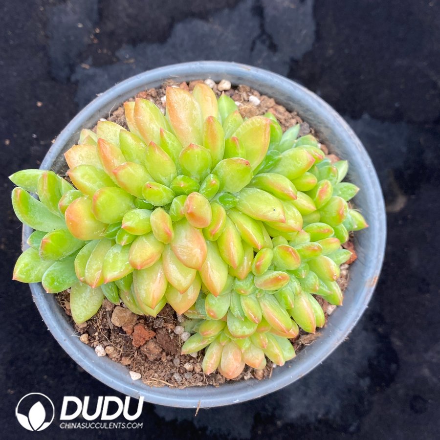 10554D120.jpg Sedum Shangri-La Cristata - Image 1
