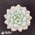Echeveria Diaochan