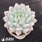 Echeveria Diaochan - Image 2