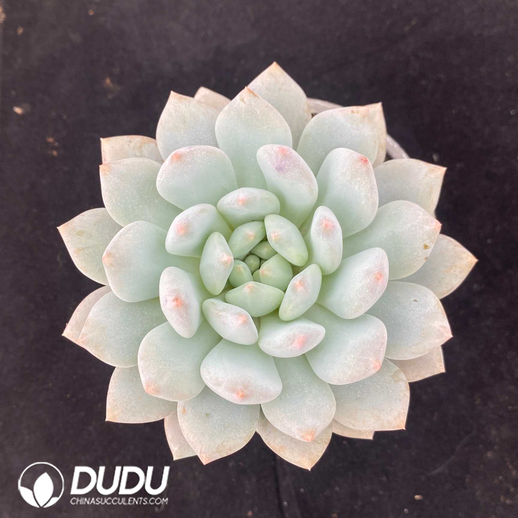 10555D90.jpg Echeveria Diaochan - Image 1