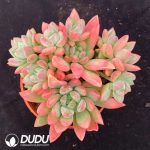 Echeveria Guifei