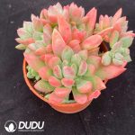 Echeveria Guifei - Image 2