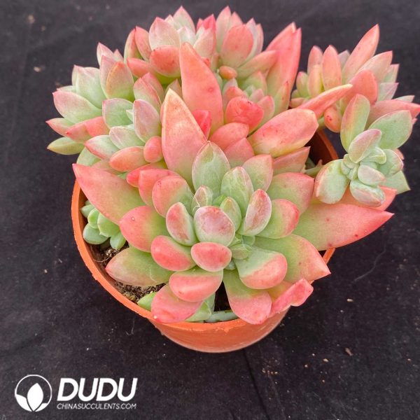 Echeveria Guifei - Image 2