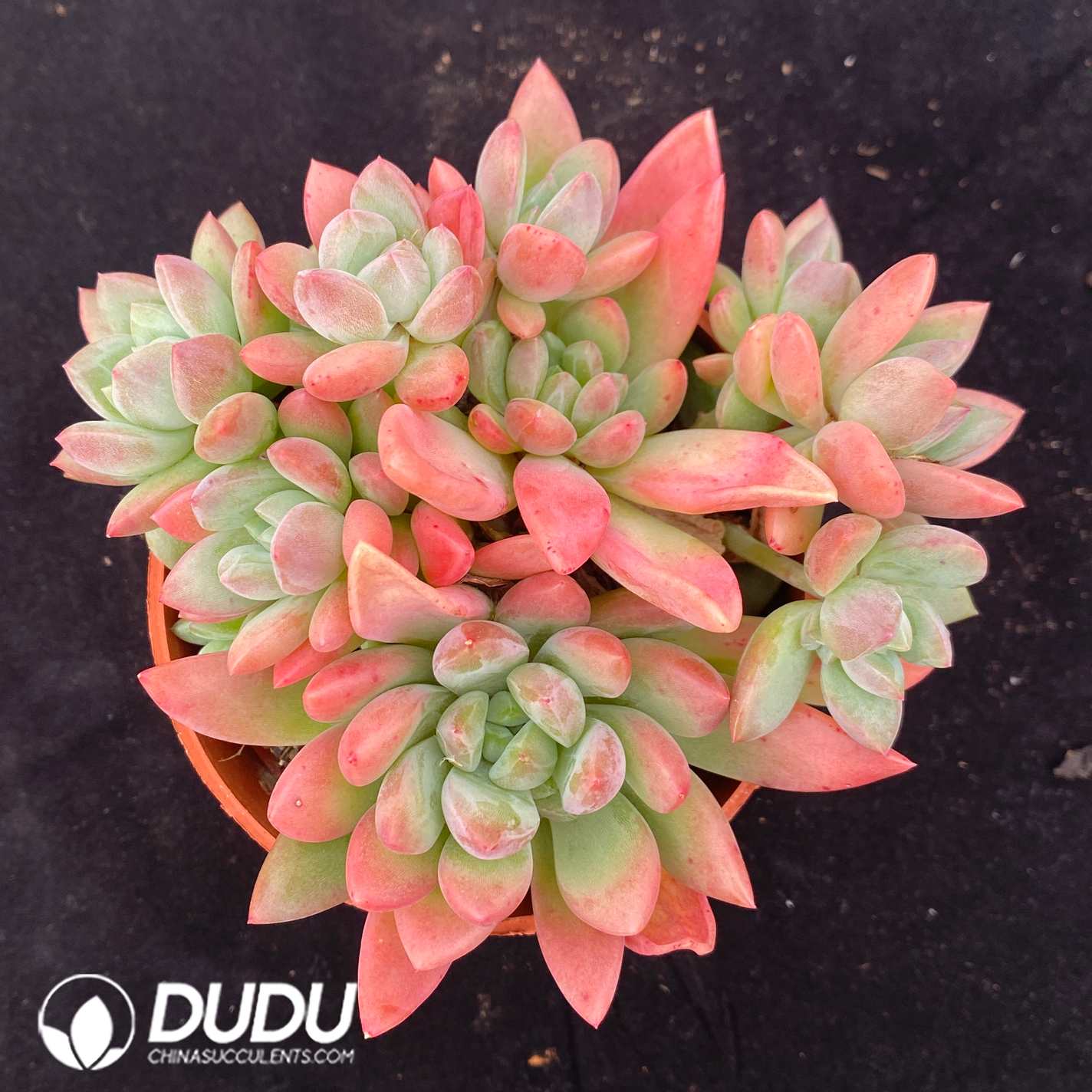 10556D120.jpg Echeveria Guifei - Image 1