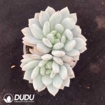 Echeveria Diaochan Double Heads