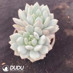 Echeveria Diaochan Double Heads - Image 2