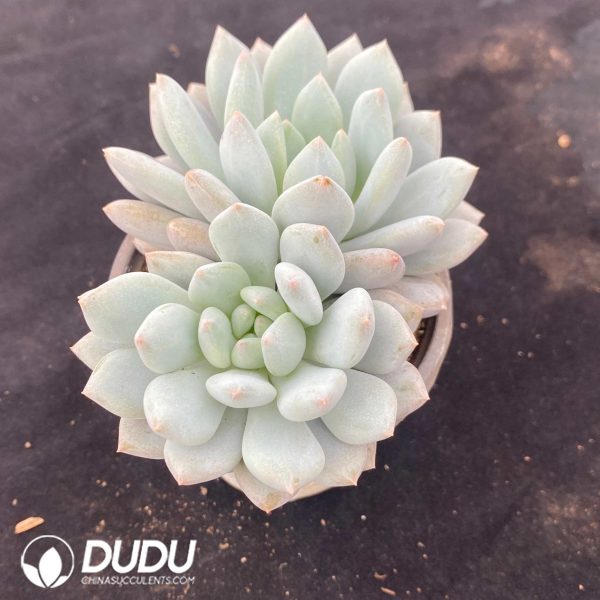Echeveria Diaochan Double Heads - Image 2
