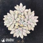 Echeveria Lefulan Clustering