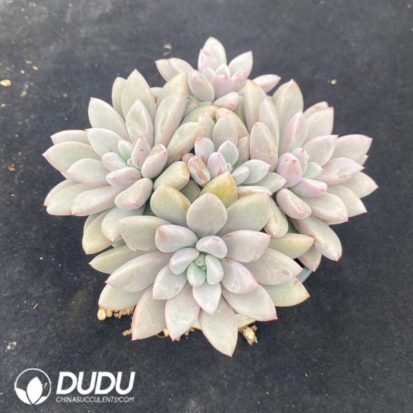 Echeveria Lefulan Clustering - Image 2