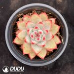 Echeveria Diamond Carolata