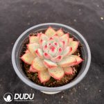 Echeveria Diamond Carolata - Image 2