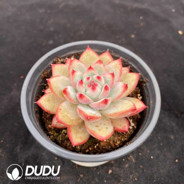 Echeveria Diamond Carolata - Image 2