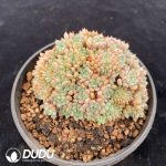 Echeveria Hongxiuniang Cristata - Image 2