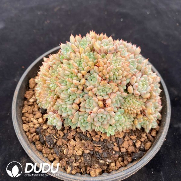 Echeveria Hongxiuniang Cristata - Image 2