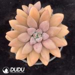 Pachyphytum Lefulan