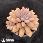 Pachyphytum Lefulan - Image 2