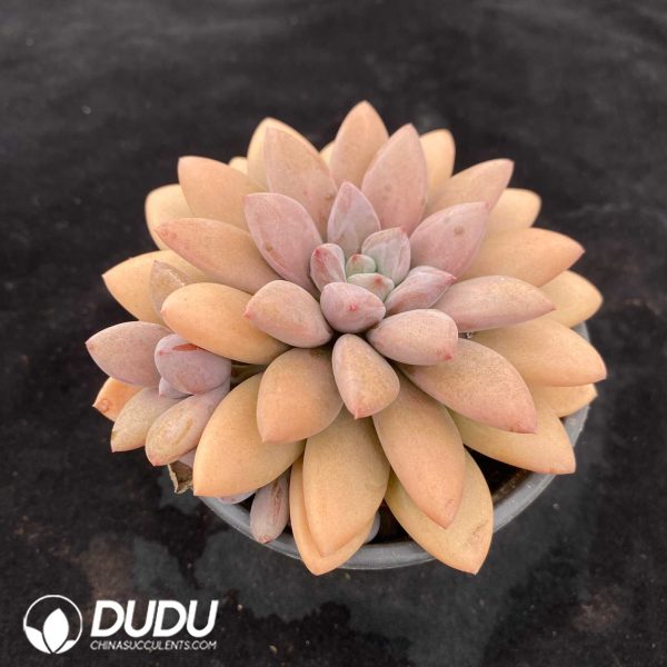 Pachyphytum Lefulan - Image 2